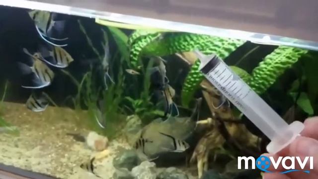 Черная борода в аквариуме. смотреть онлайн