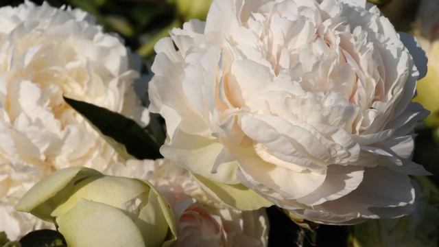 Peony Solange / Пион Соланж