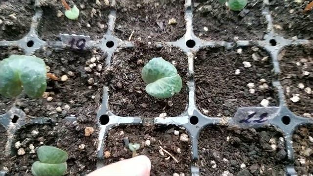 Цикламены в теплице. Выращивание цикламенов в теплице. Первый обзор. смотреть онлайн