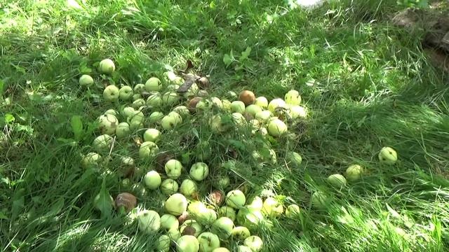Яблоки созрели, приезжайте за яблоками.Отдаем бесплатно. смотреть онлайн