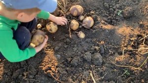 Картофель Маскарад, урожай в 2023. Продажа семенного картофеля интересных сортов.