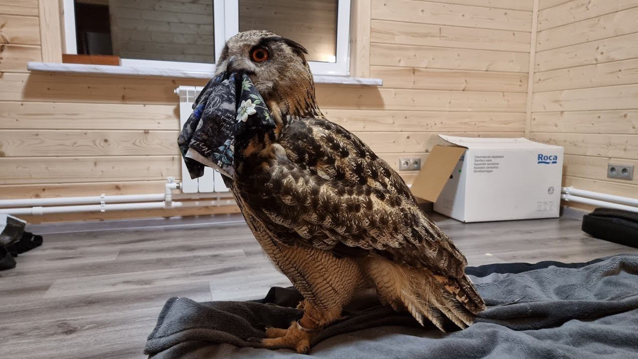 Yoll's добрый stream из Совиного дола. Встретим закат? Первое УГУ в Совином доле смотреть онлайн