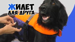 Спасательный жилет SPASS для собак
