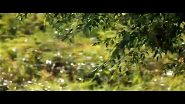 OUTLAWS--Green Grass & High Tides смотреть онлайн