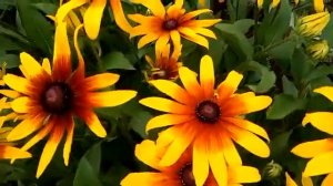 #rudbekia #цветы #рудбекия /        Июльское цветение многолетней рудбекии ( лат. rudbeckia)