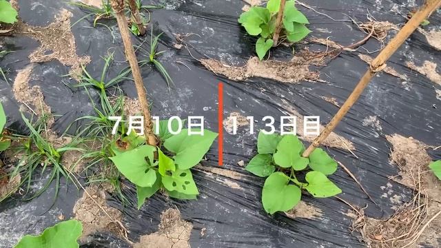 サツマイモの再生栽培 スーパーで買った200円の芋から11kgの収穫！222日間の記録 $ 2 sweet potato is now a sweet potato weighing 11 kg. смотреть онлайн