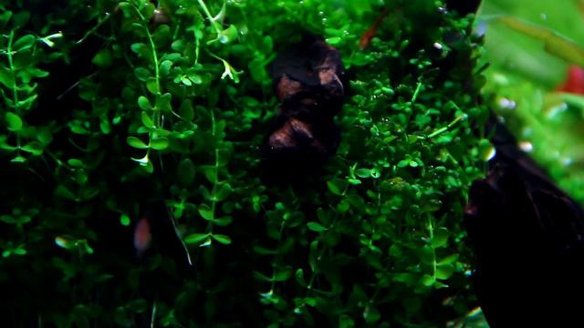 IAPLC 2023 rank 83 | Aquascape 138 cm setup | Акваскейп 138 см, поэтапное формирование смотреть онлайн