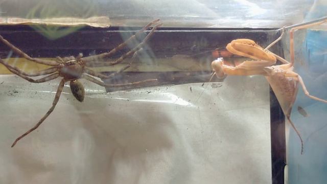 praying mantis vs huntsman/spider fight /spider vs mantis смотреть онлайн