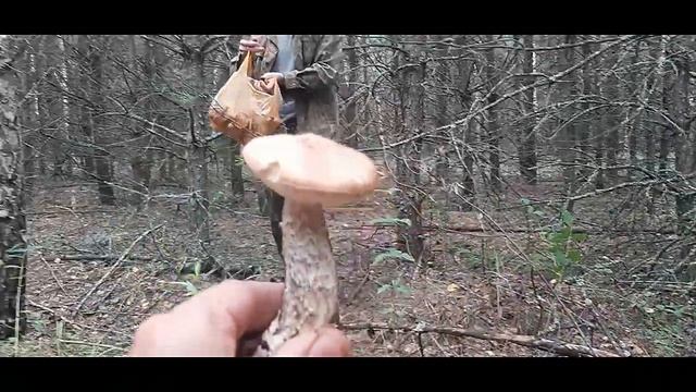 Срочно в Лес за Грибами!!! Невероятный Урожай Грибов. Пора Собирать Грибы. Поход за грибами 2023. смотреть онлайн