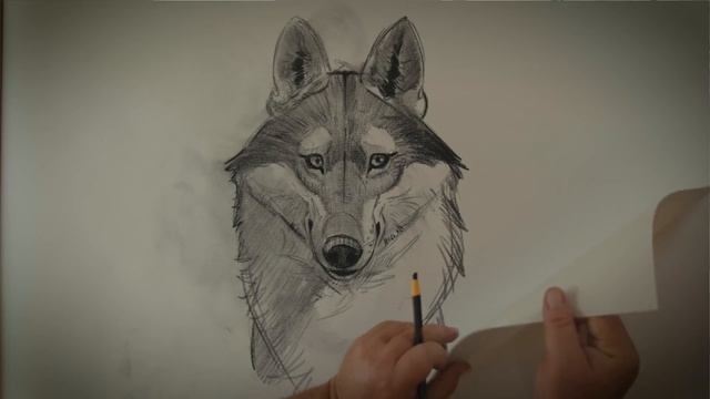 How To Draw A Wolf смотреть онлайн