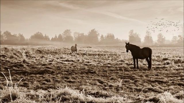 Michael Tsarion - The Importance of the Body смотреть онлайн