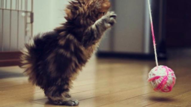 14 способов как коты демонстрируют вам свою любовь смотреть онлайн