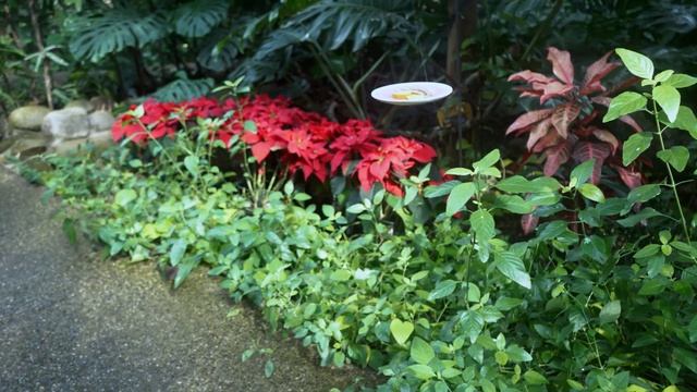 We are Running Away, Chasing Spring [Butterfly Conservatory] смотреть онлайн
