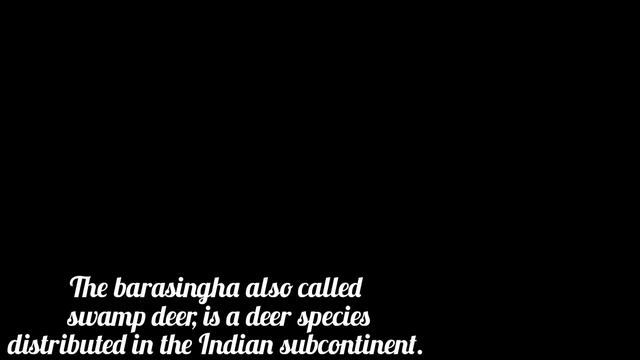 A visit to Kaziranga National Park, Assam смотреть онлайн