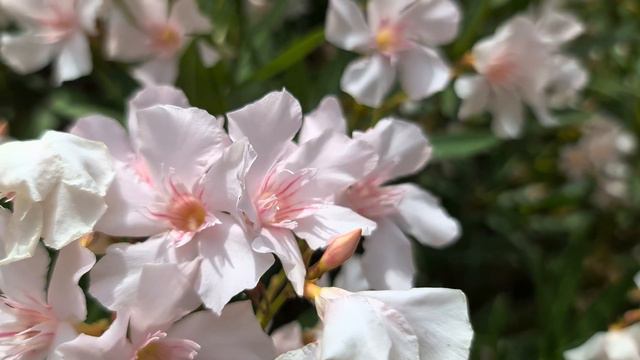 Pink Oleander Flowers (HDR10+) 4K Sample Footage Video HDR10 Plus // Galaxy S22 Ultra HDR 2160p смотреть онлайн