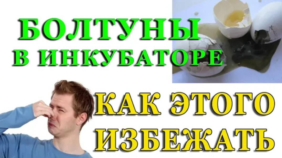 КАК ОПРЕДЕЛИТЬ ЖИВ ЛИ ЗАРОДЫШ В ЯЙЦЕ. ПОЧЕМУ В ИНКУБАТОРЕ ИСПОРТИЛОСЬ ЯЙЦО И ЗАВОНЯЛО смотреть онлайн