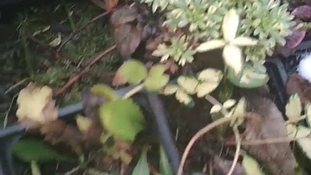 зимовка многолетников в парнике смотреть онлайн