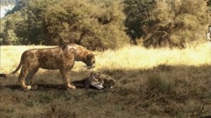 Мамонт - титан ледникового периода _ Часть 1 _ Истории ледникового периода