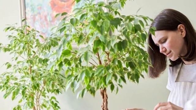 Причины из за которых фикусы сбрасывают листья смотреть онлайн