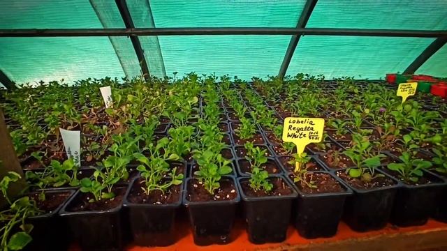 Пикировка лобелии и львиного зева. Тонкости и нюансы при выращивании. смотреть онлайн