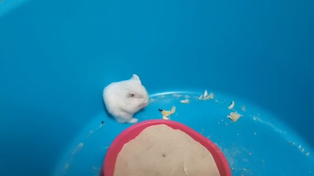 ОЧЕНЬ ЧИСТОПЛОТНЫЙ ХОМЯК :) смотреть онлайн