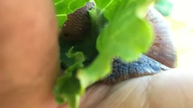 Гигантская улитка ест салат смотреть онлайн