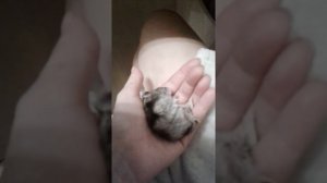 хомяк умирает