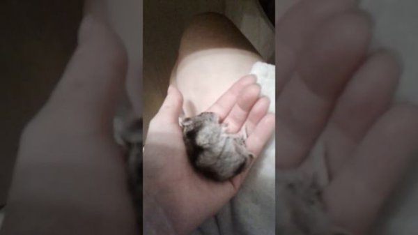 хомяк умирает