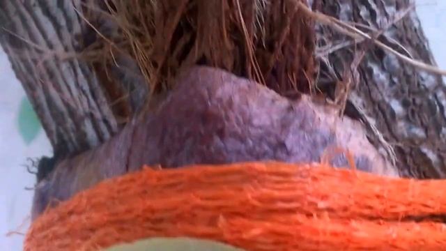 Пересадка Платицериума #Platicerium на дерево Авокадо. #Доминикана.