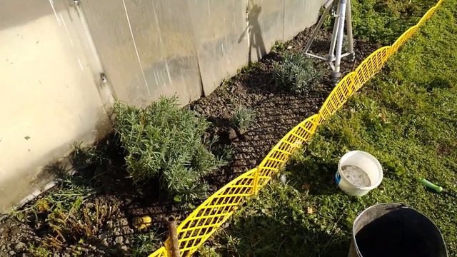 #Как я размножала лаванду# смотреть онлайн