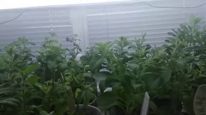 Мучнистая роса на черенках!