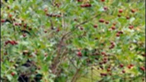 Черешня сорта Овстуженка – основные характеристики