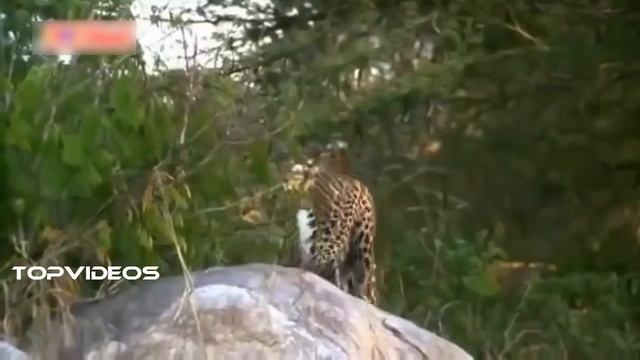 Big fight leopard ? vs giant python ⛎ ! catch in camera !.. смотреть онлайн