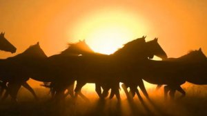 Выйду ночью в поле с конем