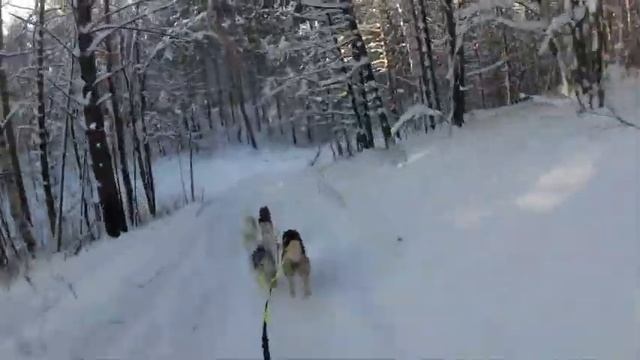 Русская охота. Упряжка 4 собаки. смотреть онлайн