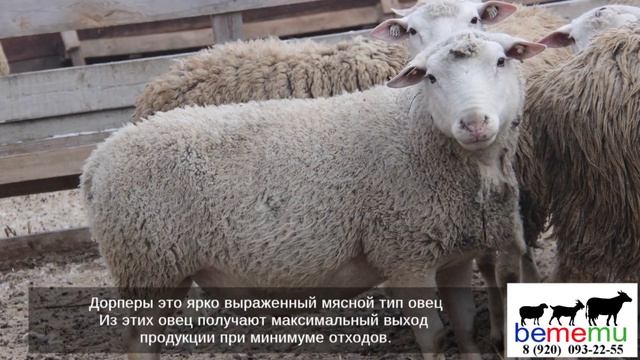 ПРОДАЖА ДОРПЕРА с племенным свидетельством. БеМеМу. смотреть онлайн