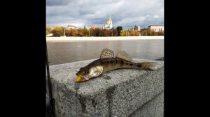 Что можно поймать в центре Москвы за час.. #спиннинг