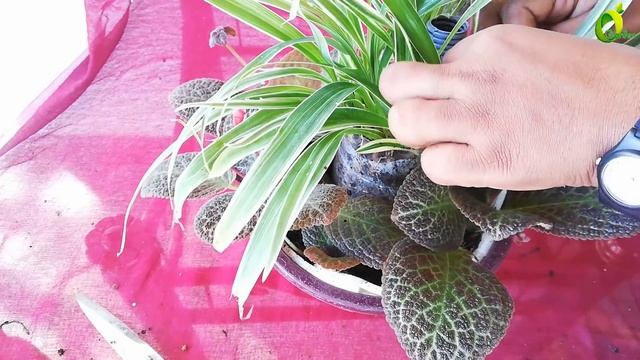 how to make your own hanging basket /hanging basket idea //ORGANIC GARDEN смотреть онлайн