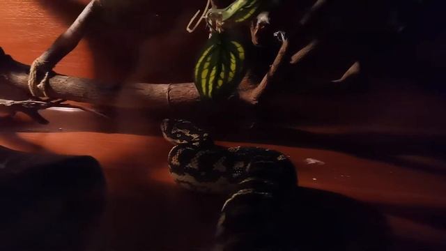 Дружба Коврового питона и крысы смотреть онлайн