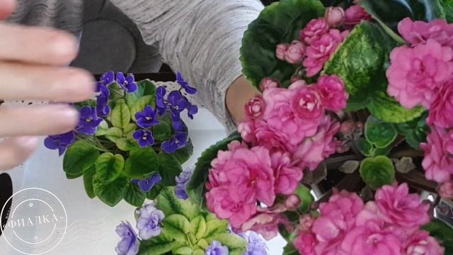 Когда пересаживать фиалку? смотреть онлайн