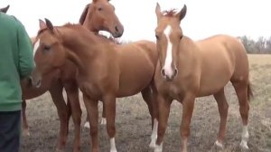 Донская порода лошадей