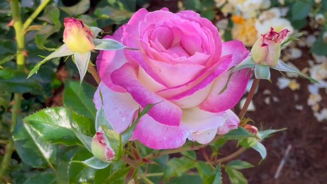 Sweet Delight Rose Spring 2023 Super fruit fragrance смотреть онлайн