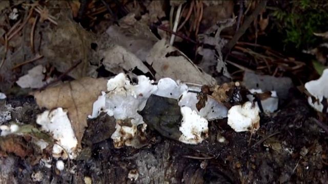 Trametes versicolor @ Conoscere i funghi 04.09.2015 смотреть онлайн
