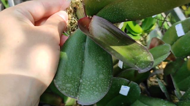 Получение заказа от поставщика Мики на май-июнь смотреть онлайн