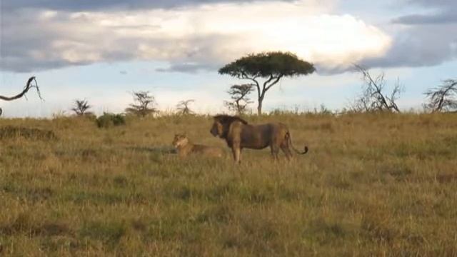 Львы, Масаи-Мара, Кения / Lions, Masai Mara, Kenya смотреть онлайн