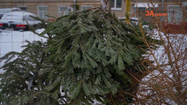 Экологичный подход к утилизации хвойных деревьев