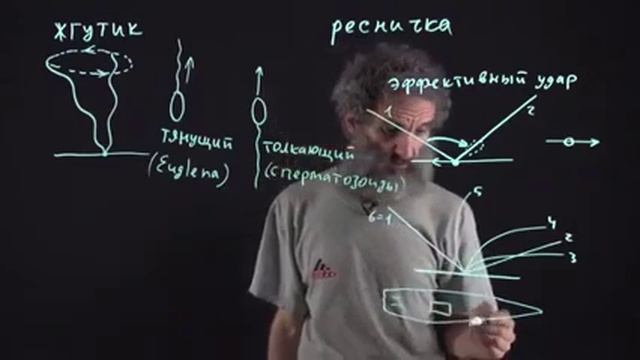 Лекция 9. Жгутики и реснички смотреть онлайн