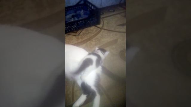 Отдам котенка с белыми ушами в добрые руки Тверь смотреть онлайн