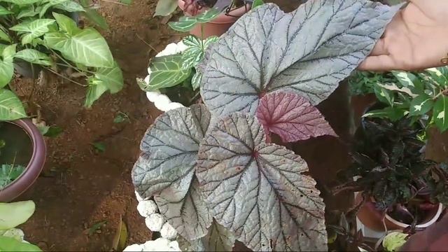 begonia plants || different types of begonia plant | begonia plant care | How to grow begonia plant смотреть онлайн