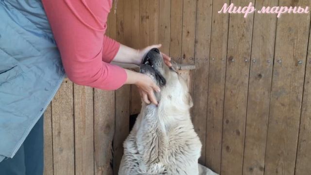 Как часто нужно давать антигельминтные препараты собаке? "Гоняем" глистов Питомник Алабаев Миф Марн смотреть онлайн